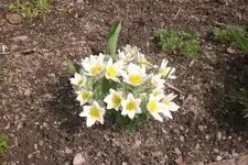 Garten 04 2013 038.webp
