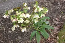 Garten 04 2013 047.webp