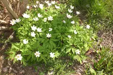 Garten 04 2013 051.webp