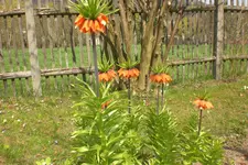 Garten 04 2013 052.webp