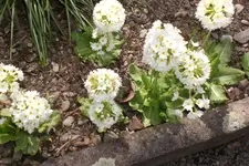 Garten 04 2013 055.webp
