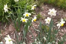 Garten 04 2013 056.webp