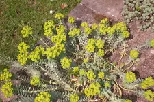 Garten 04 2013 058.webp