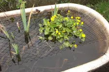 Garten 04 2013 062.webp