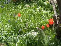 Rote Tulpen 28.4.2013.webp
