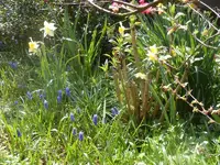 Sommerfliederaustrieb 28.4.2013.webp