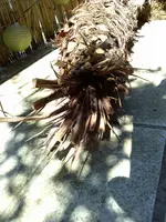 rps20130428_163307_370.webp