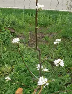 OBstbaum-Nashi 0jahr.webp