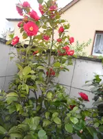 SAM_1169.webp