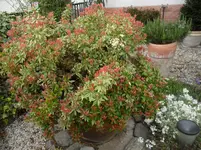 SAM_1177.webp