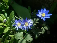 Frühjahrsparade 2013 016.webp