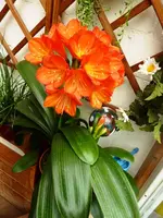 PClivia_2xBlüten.webp