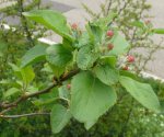 Obstbaum-Apfel 1jahr1.jpg