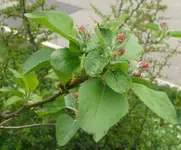 Obstbaum-Apfel 1jahr1.webp