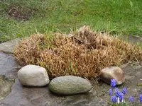 Gras repariert 28.4.2013.webp