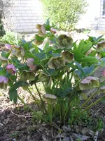Lenzrose 2011.webp