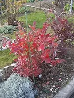 Gartenheidelbeeren.webp