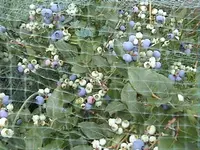 Gartenheidelbeeren2.webp