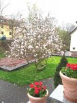 20130427_Magnolie - überstanden.jpg