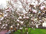 20130427_Magnolie Frostschäden.jpg