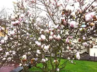 20130427_Magnolie Frostschäden.webp