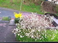 20130427_Magnolie Luftbild.webp