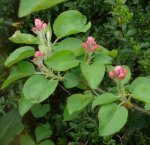 Obstbaum-Apfel 1jahr.JPG