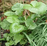 Wasabi.webp