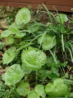 Wasabi1.webp