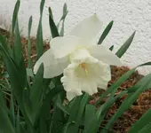 Blumen1.webp