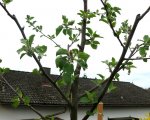 Obstbaum-ApfelBoskop 1jahr.JPG