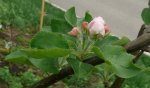 Obstbaum-Apfel-Blüte.JPG