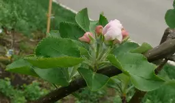 Obstbaum-Apfel-Blüte.webp