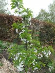 Obstbaum-Kirsche 1jahr.JPG