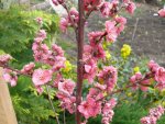 Obstbaum-PfirsichMelred-1jahr.JPG