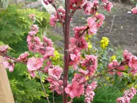Obstbaum-PfirsichMelred-1jahr.webp