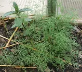 Dill.webp