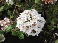071.webp