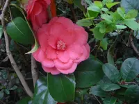 CIMG9900.webp