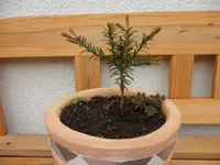 SAM_0998.webp