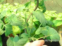 Brandyvine rot (2).webp