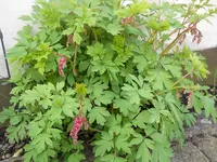 DSCN1930.webp