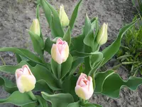 DSCN1938.webp