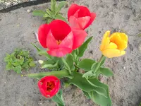 DSCN1941.webp