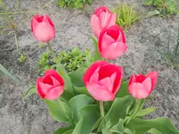 DSCN1943.webp