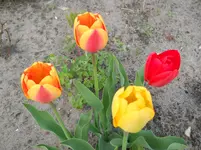 DSCN1944.webp
