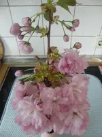 DSCF3376.webp