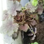 20130419124900597.webp