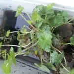 20130419124905584.webp