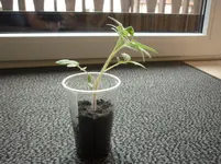 P1110643.webp